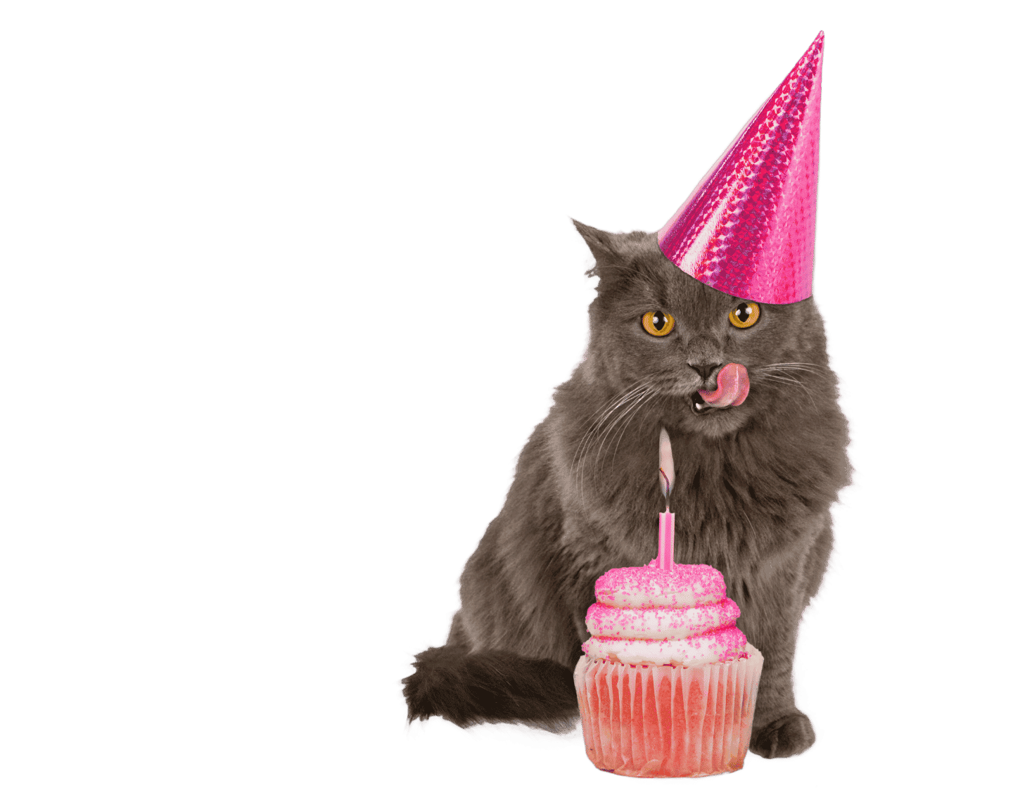 image_cats_cadeau
