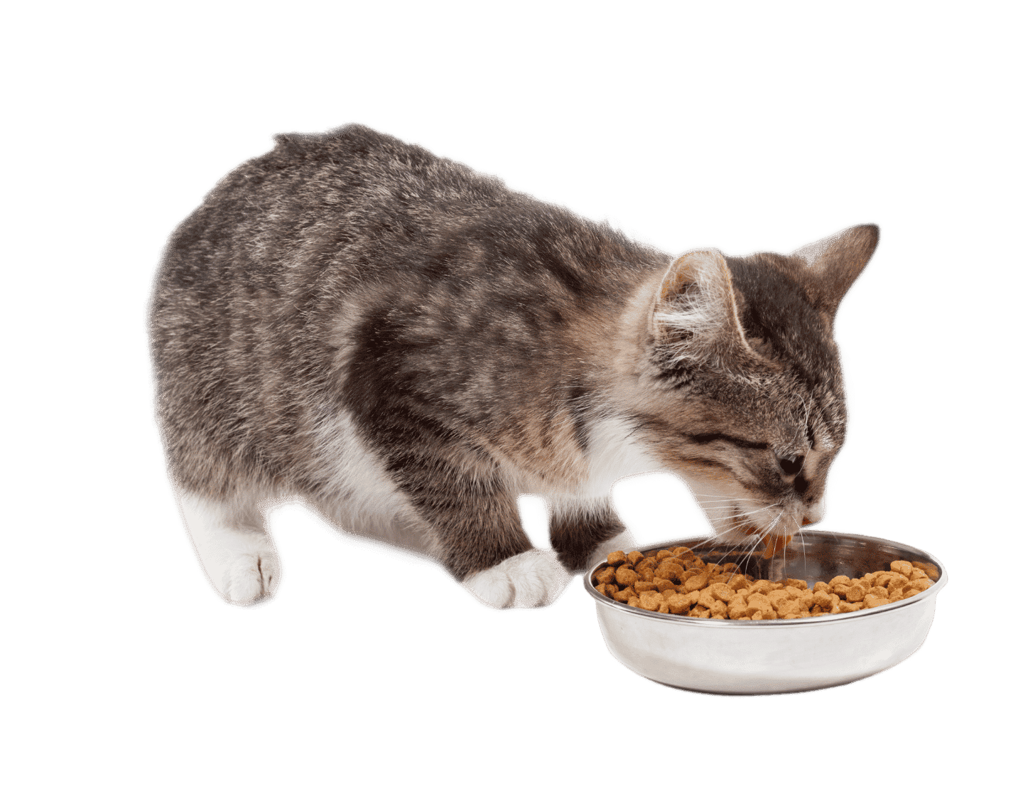image_cats_food