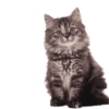 image_cats_verzorging_vacht