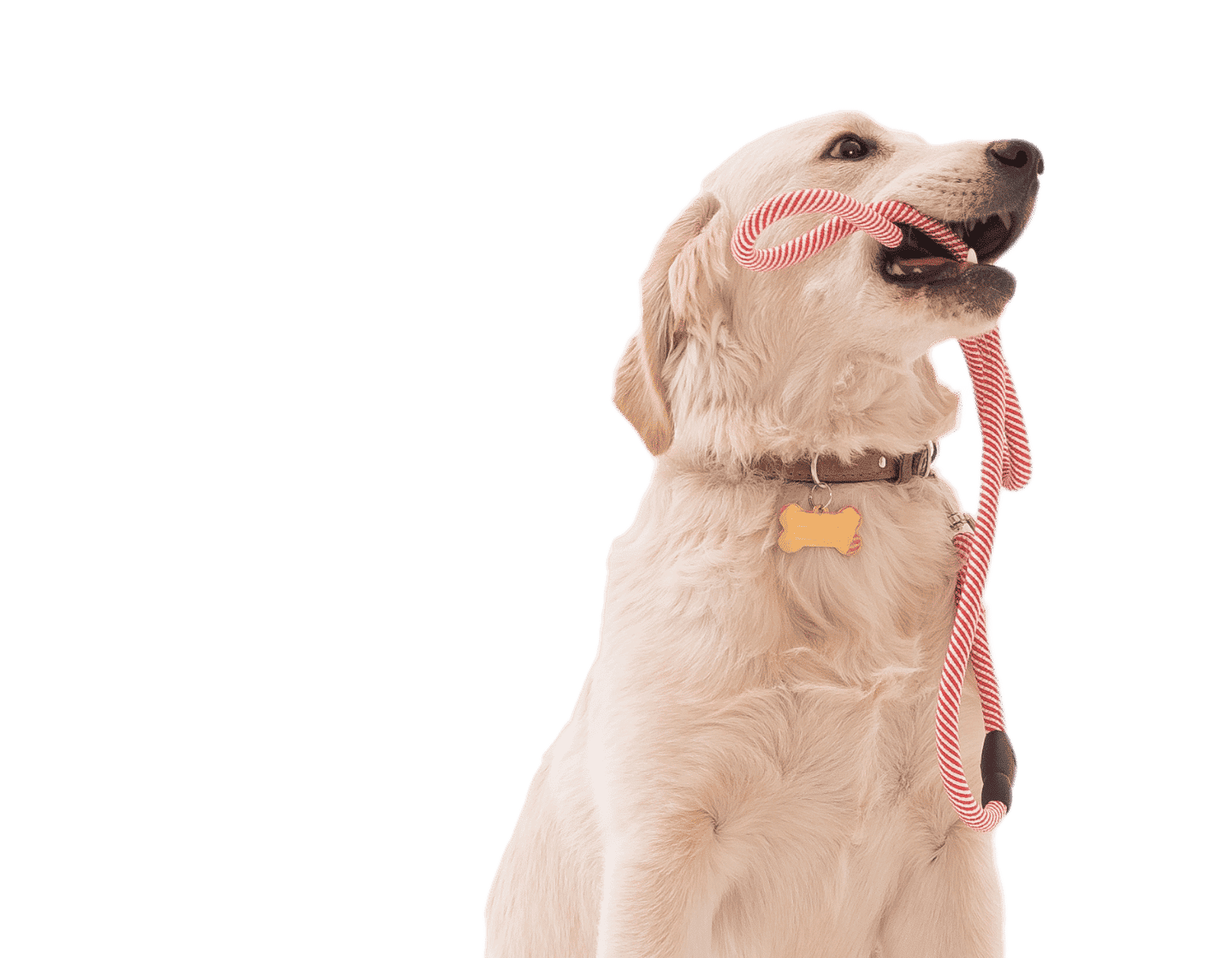 image_dogs_accessoires
