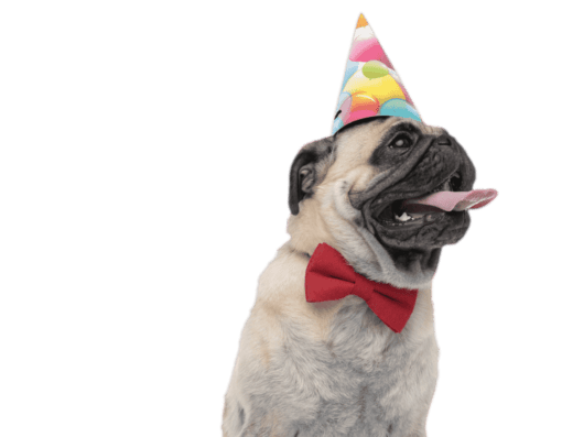 Cadeau's voor honden