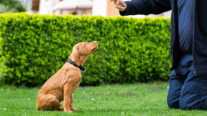 zo-leer-je-je-hond-om-te-zitten