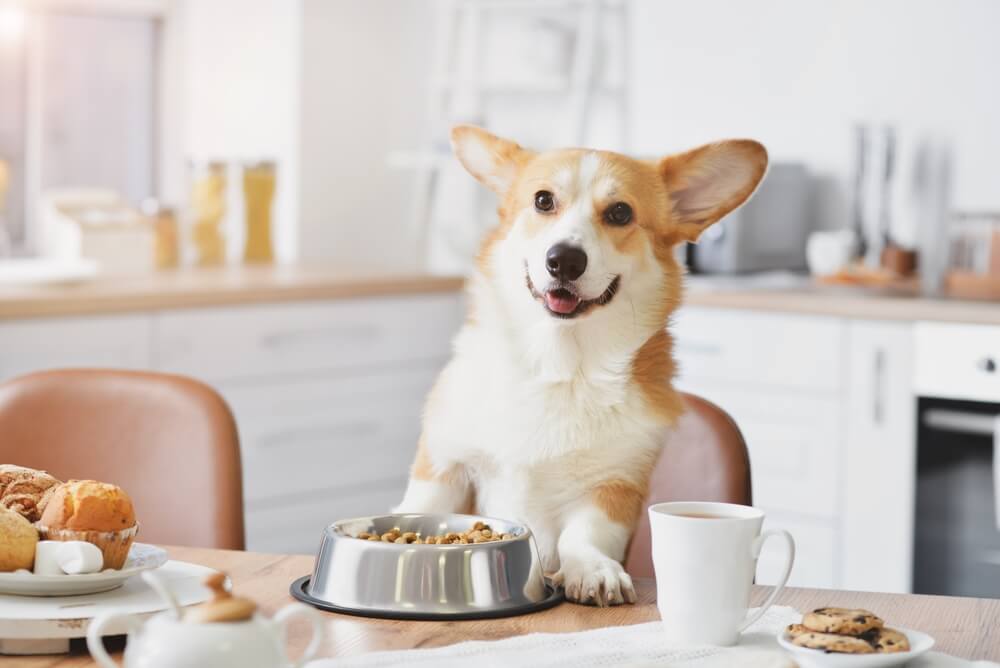 wat je het best kunt geven aan jouw hond die last heeft van een gevoelige maag en darmen