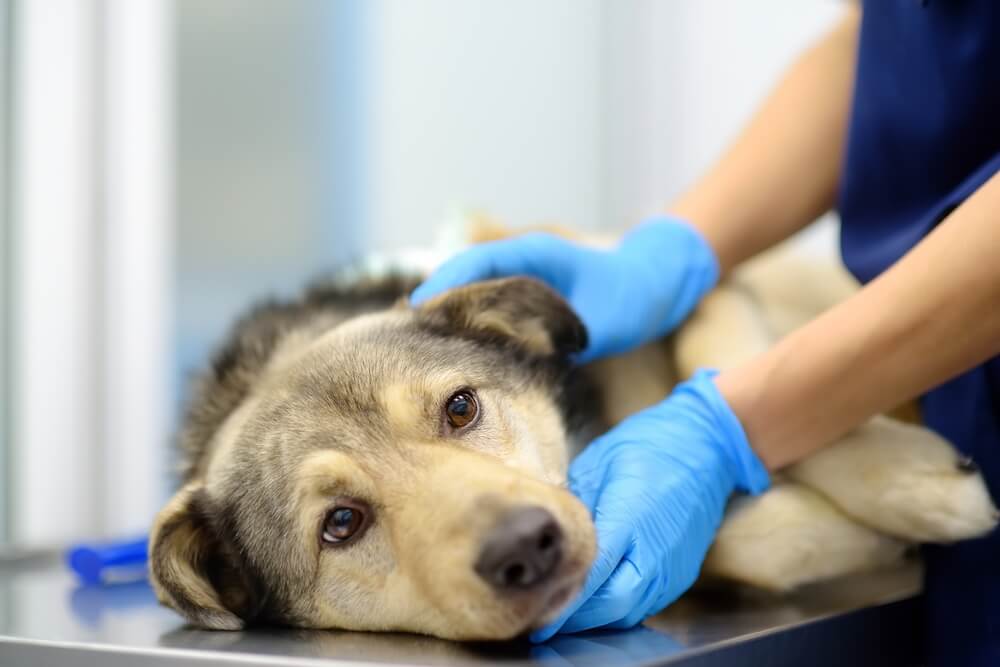 wat zijn de symptomen van een hond met gevoelige maag en darmen