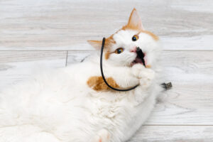 kat vreemd voorwerp ingeslikt