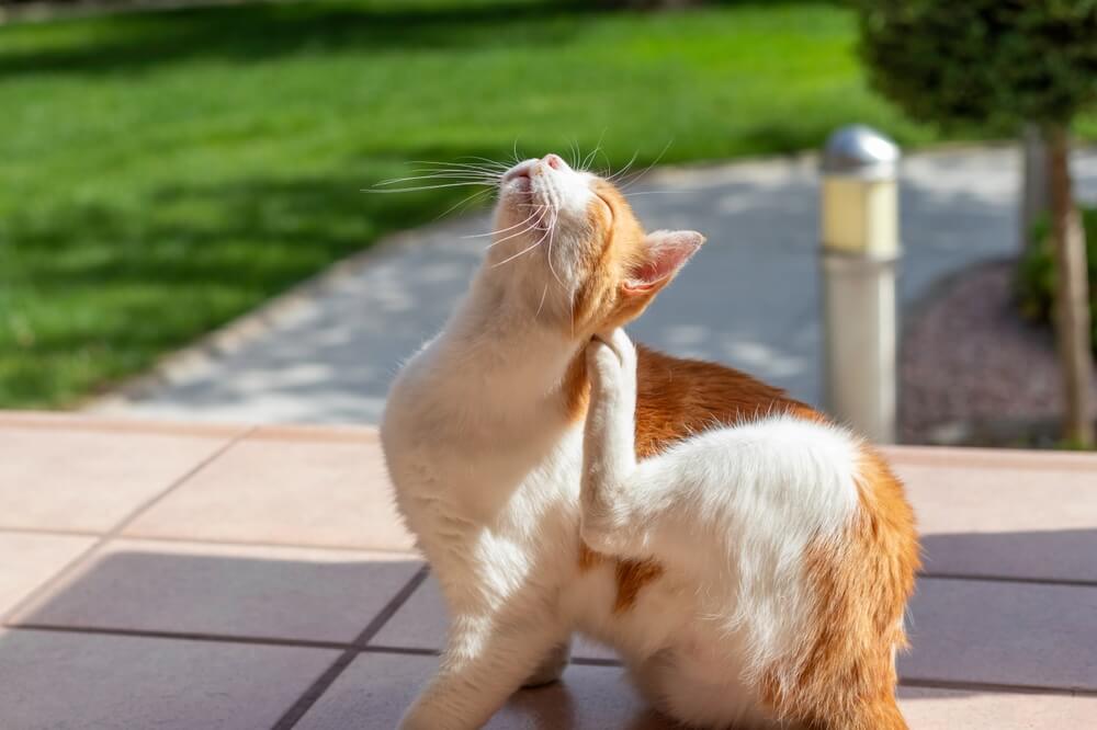 wat zijn de symptomen van een kat met voedselallergie
