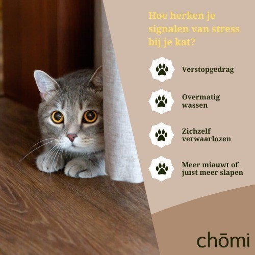 Kat eet niet door stress – wat kun je doen? 2 hoe herken je signalen van stress bij je kat