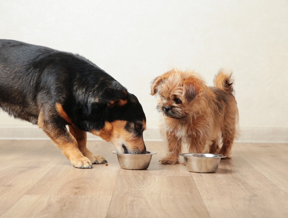 Hond geeft over na eten – Wat te doen? 3 hoe verschilt braken bij een pup met dat van een volwassen hond