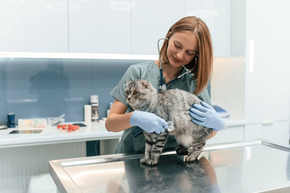 wanneer worden de gevoelige damen bij mijn kat minder