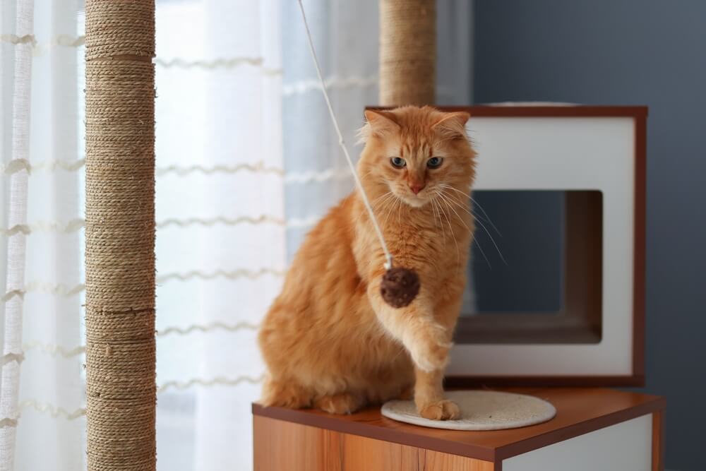 Kat eet niet door stress – wat kun je doen? 3 welke hulpmiddelen helpen als een kat niet eet door stress