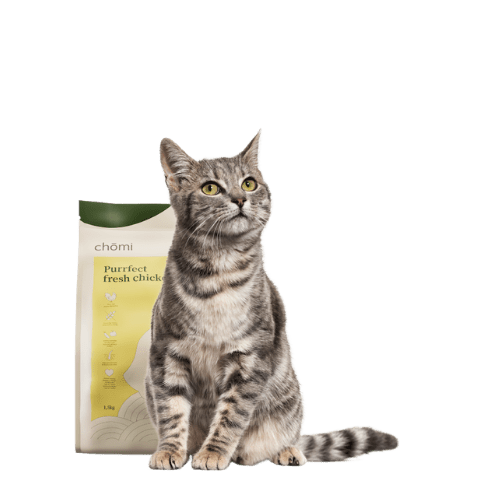 kattenbrokken